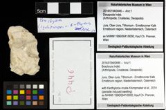 Foto (Objekt + Etiketten) von Brachyura indet. 